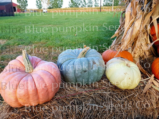 Tri-Color Seed Mix | Pink, Blue, White Porcelain Doll, Blue Doll Casper Pumpkin, Squash Summer Outdoor Plant Vegetable Fruit Garden UK