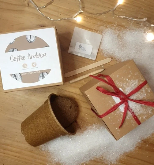 New Coffee - Coffea Arabica' Seed Kit Plastic Free