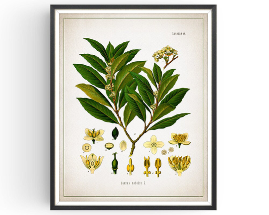 Bay - Botanical Print Vintage Medicinal Plant Botany Decor Art Kitchen Herb Unframed