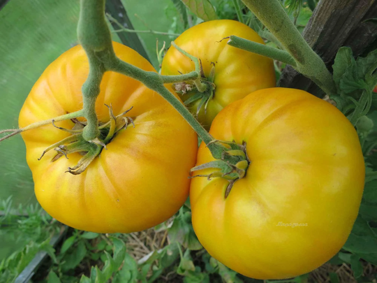 Tomato Seeds Mikado Yellow