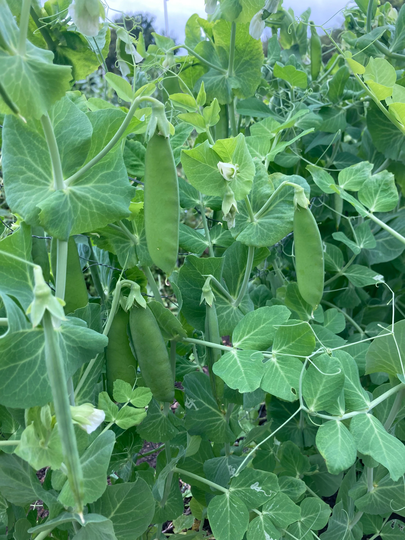 Pea Seeds To Grow Yourself