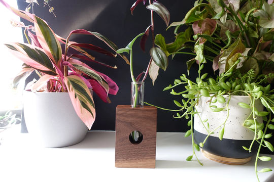 1 Vase Walnut Propagation Station/Shot Glass Server-Handmade With Peek-A-Boo Window