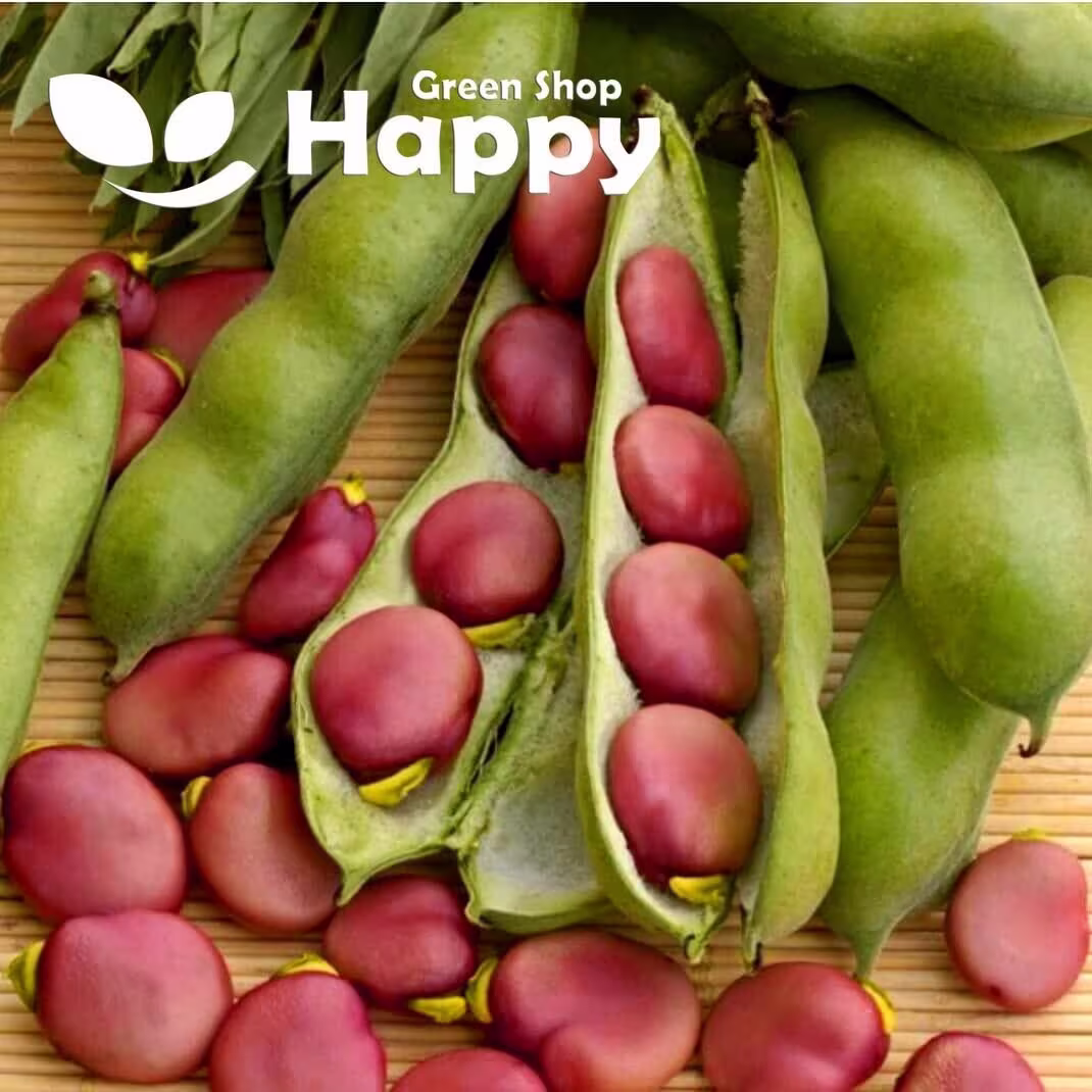 Karmazyn - Broad Bean 15 Seeds Pink Fava Beans Vicia Sow in February