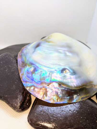 Pearl River Oyster Shell Large Approx Size 12-13 cm. For Table Decor, Air Plants Arts & Crafts, Vivarium's, Aquariums & Photography