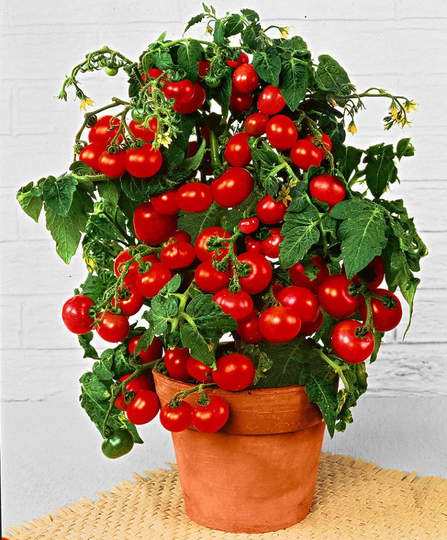 Tomato Seeds Balcony Red About 20