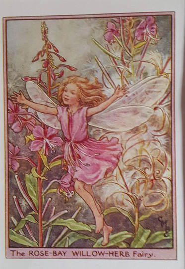 The Rose Bay Willow Herb Fairy Vintage Print Cicely Mary Barker Flower Fairies Nostalgic Original Mounted Ready To Frame