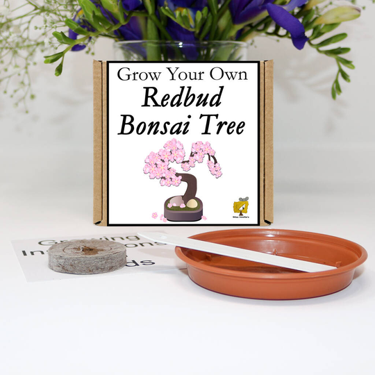 Grow Your Own Redbud Bonsai Tree Gift Set