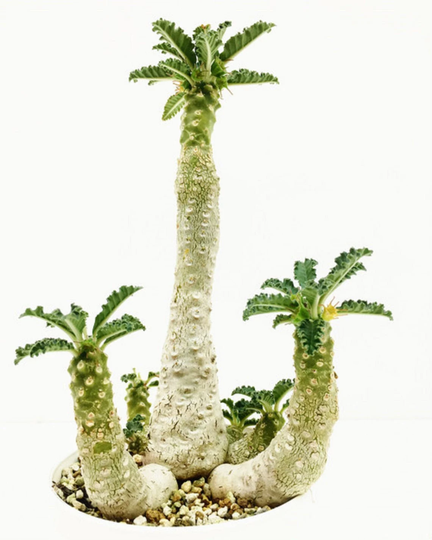 Dorstenia Lavrani - Tabia Gorge Breathtaking 2 Rare Seeds