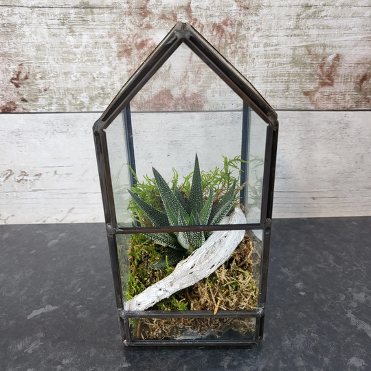 Terrarium Succulent Set - Beautiful Gift Or Desk Decor Houseplant Decoration