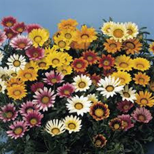 Treasure Flower Mix Seeds Annual Flowering Non Gmo For Planting | 202357