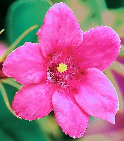 Jasminum Beesianum Pink Jasmine Fresh Seed Delicately Fragrant Flowers, Shiny Black Berries Exotic Flowered Hardy Climber Freeukp&p