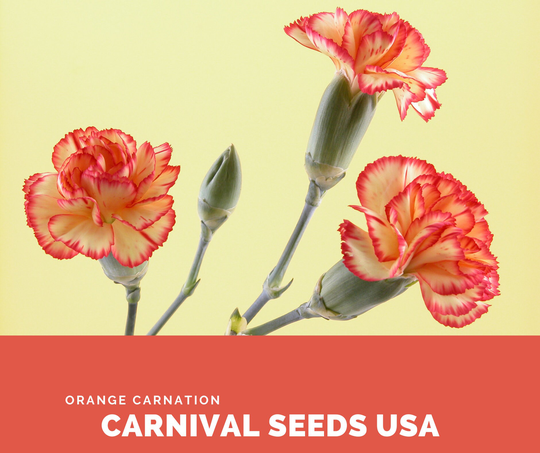 Orange Carnation - 100 Seeds Flower