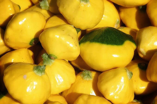 Squash Yellow Scallop 5 Seeds Perennial | Creamy Texture, Full Of Flavour