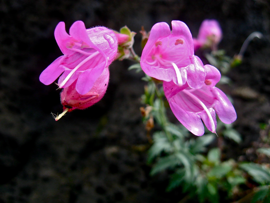 Penstemon Richardsonii Seed