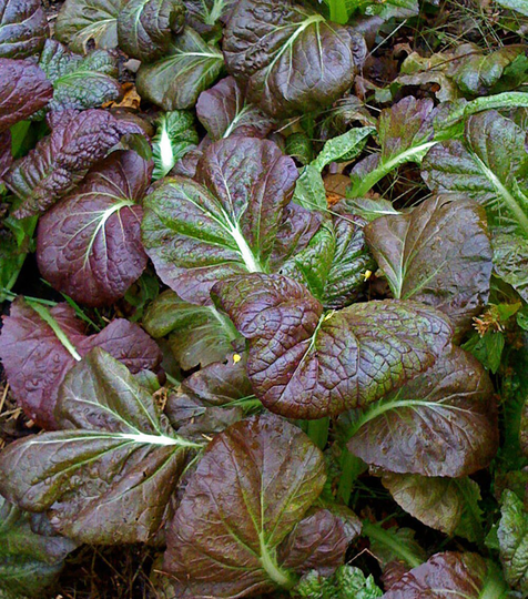Osaka Purple Mustard Vegetable Baby Leaf Salad Plant Seeds - 1100 Organic