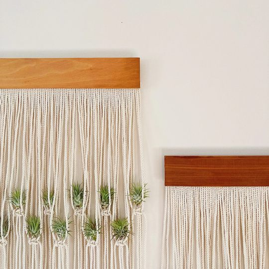 Air Plants & Plant Holder Set/Modern Macrame Hanger/Unique Display/Air Plant/Hanging Plant/Plant Wall
