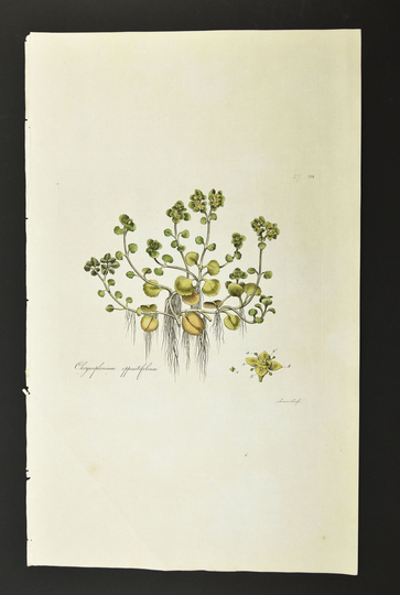 Original 18Th C. Curtis Botanical Engraving 1st Ed. Flora Londinensis Golden Sax