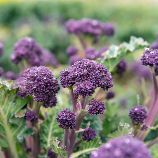 Heirloom Broccoli Seeds Early Purple Sprouting
