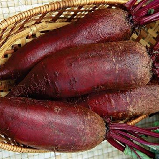 Beetroot Cylinder Seeds Heirloom Non Gmo For Planting | 201514