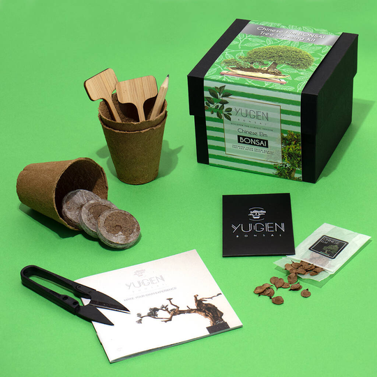 Chinese Elm Bonsai Tree Growing Kit