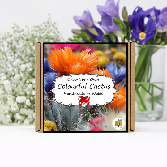 Grow Your Own Cactus Plant Kit