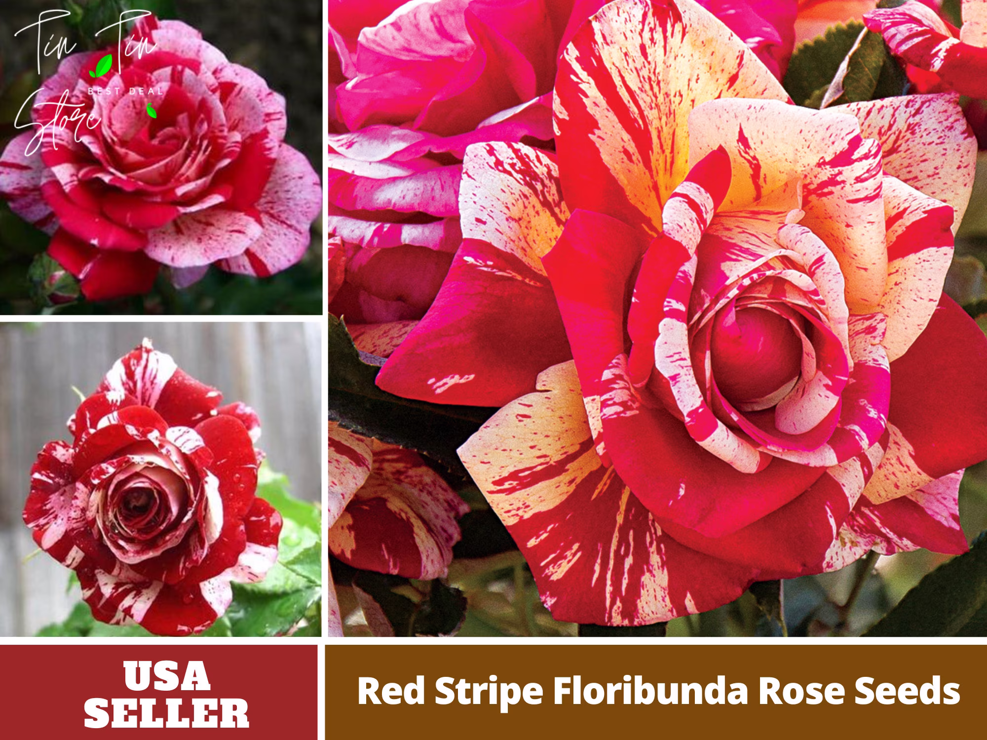 30 Rare Seed-Red Dragon Rose Seeds - Perennial -Authentic Seeds-Flowers -Organic. Non Gmo -Vegetable Seeds-Mix For Plant-B3G1 #1092