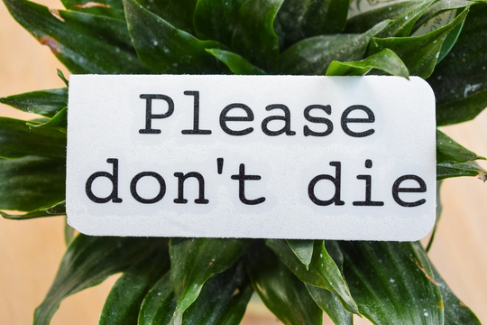 Please Don't Die Planter Decal Only | Customize Your Own Planter Plant Moms, Lovers, New Owners