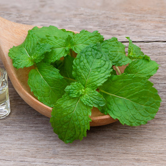 Herb Plants Spearmint In 9cm Pots