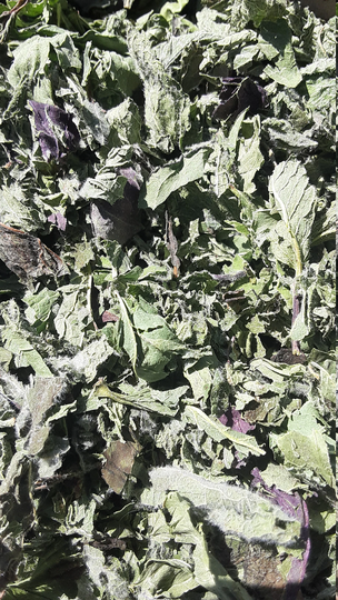 Dried Mint Medley