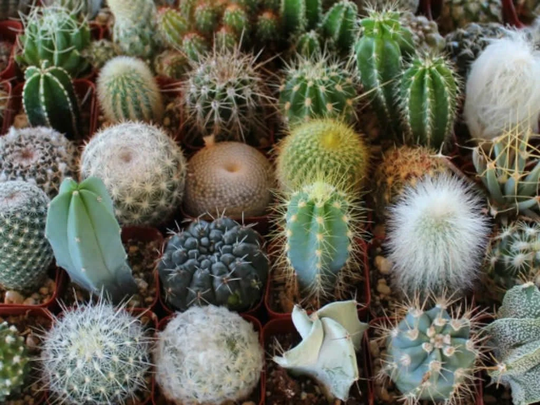 Cactus Crown Mix House Plant Succulent Easy To Grow 15 Fresh Rare Seeds