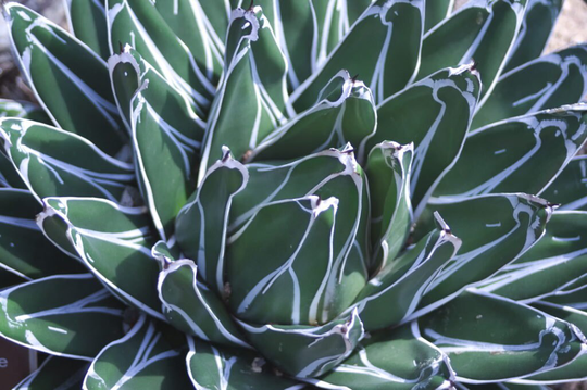 10 X Agave Victoria Reginae Seeds - Big & Succulent Plant Rarely Offered Beautiful Colour & Form