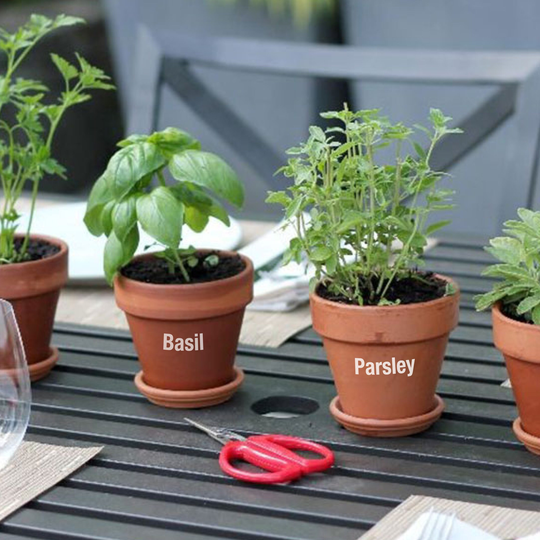 Garden Herb Labels - Ideal For Allotments Window Boxes Pots Greenhouses Type 1
