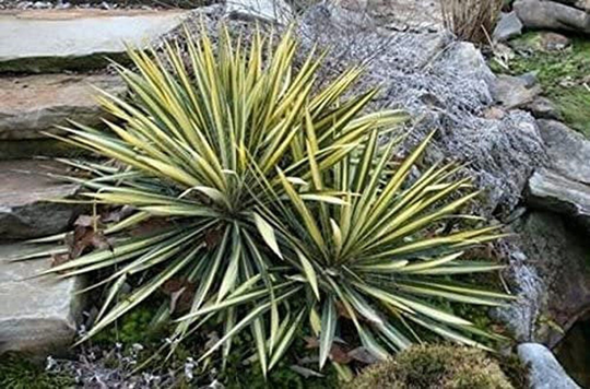 Natural Organic Flower Seeds "Yucca Filamentosa