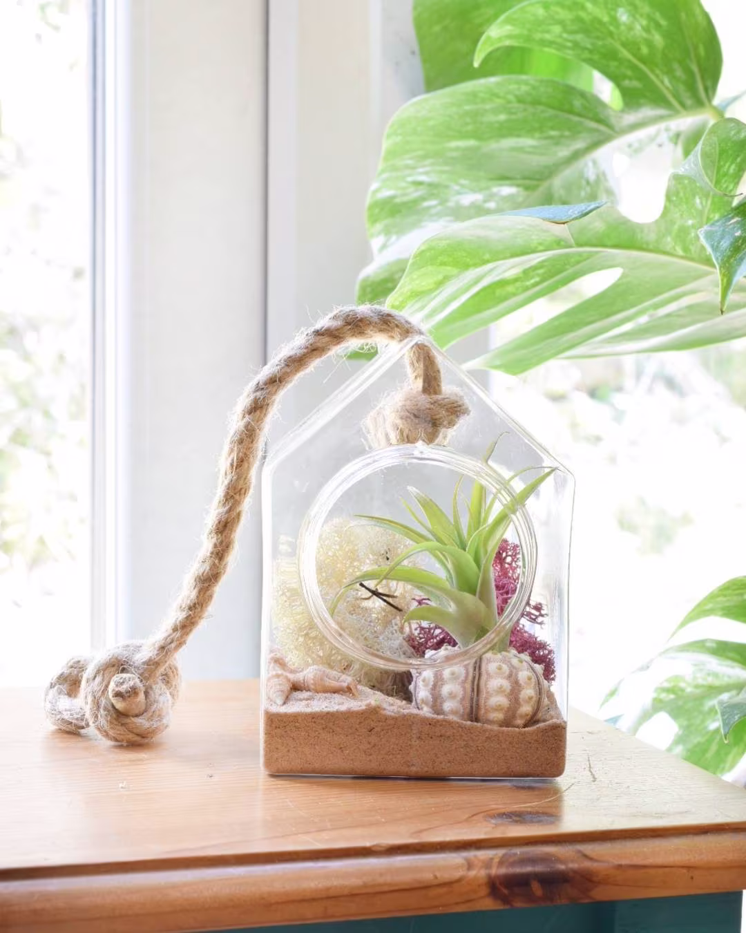 Terrarium Air Plant Kit - 15cm Hanging House Glass Plant Display Gardner Gift Urchin Shells Diy