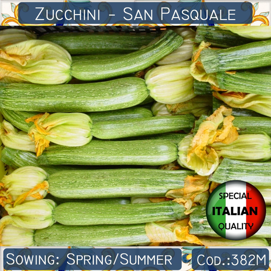 10 Zucchini San Pasquale Seeds, Italian Garden Vegetable, Vegetable Non Gmo #382M