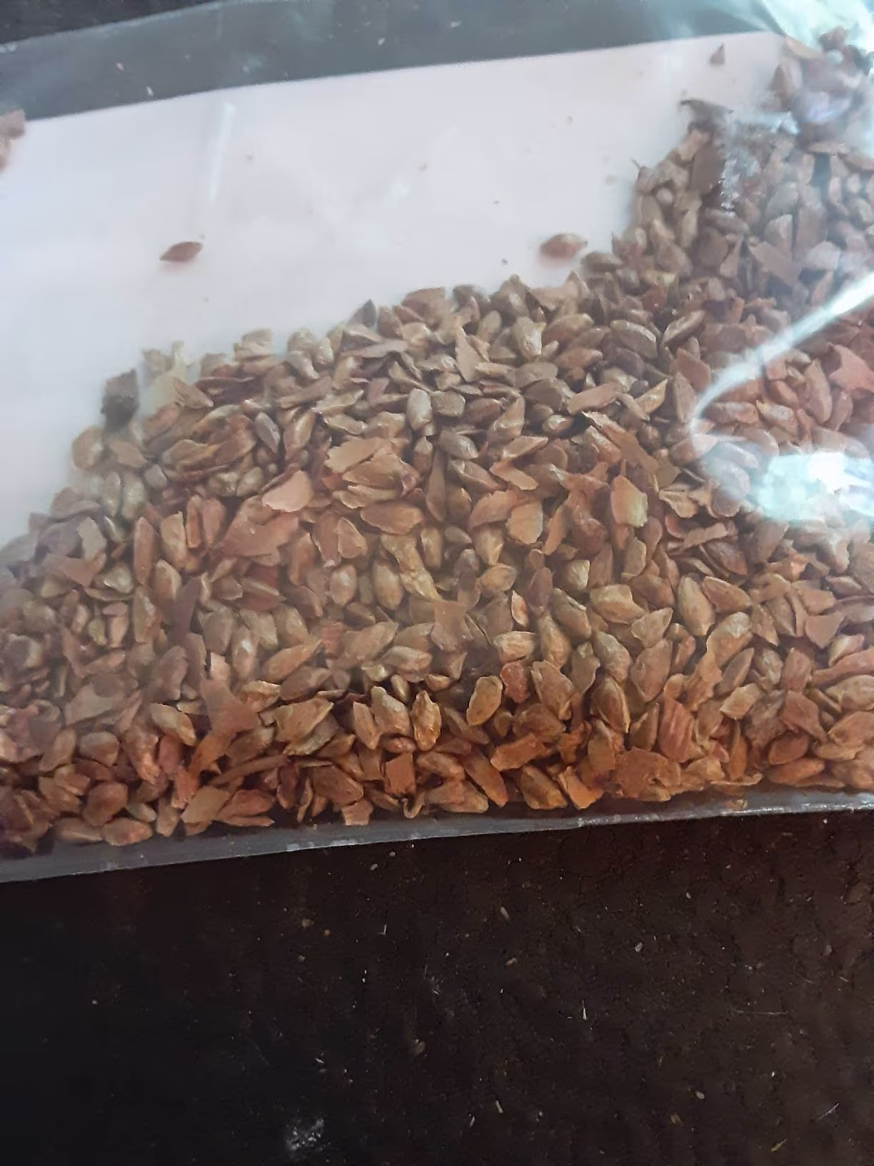 Chinese Hemlock Tree Seeds | Tsuga Chinensis