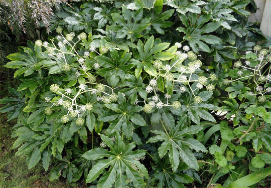 Fatsia Japonica X20 Seeds, Easily Grown Feature Plant, Stunning Bush, Shrub Seed, Fairy Flower Seeds