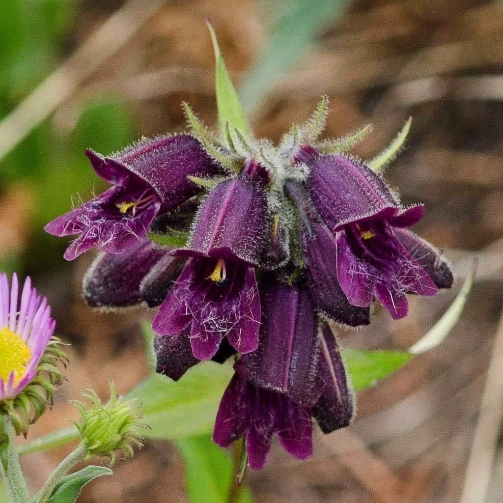 Seeds - Chocolate Drop Penstemon