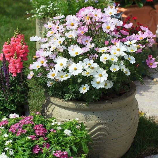 Cosmos Love Song Flower Seeds -