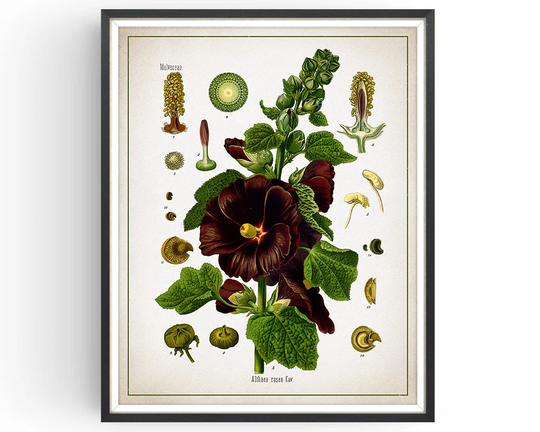 Hollyhock - Botanical Print Hollyhock Vintage Medicinal Plant Botany Decor Kitchen Unframed
