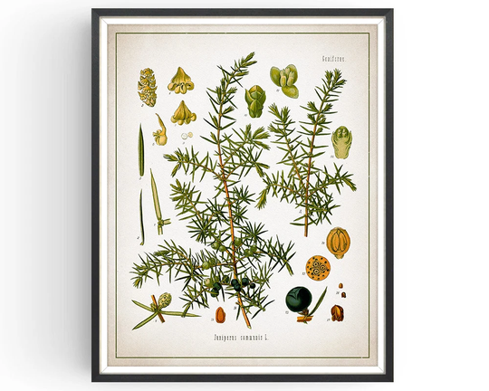 Juniper - Botanical Print Vintage Gin Medicinal Plant Botany Decor Kitchen Unframed