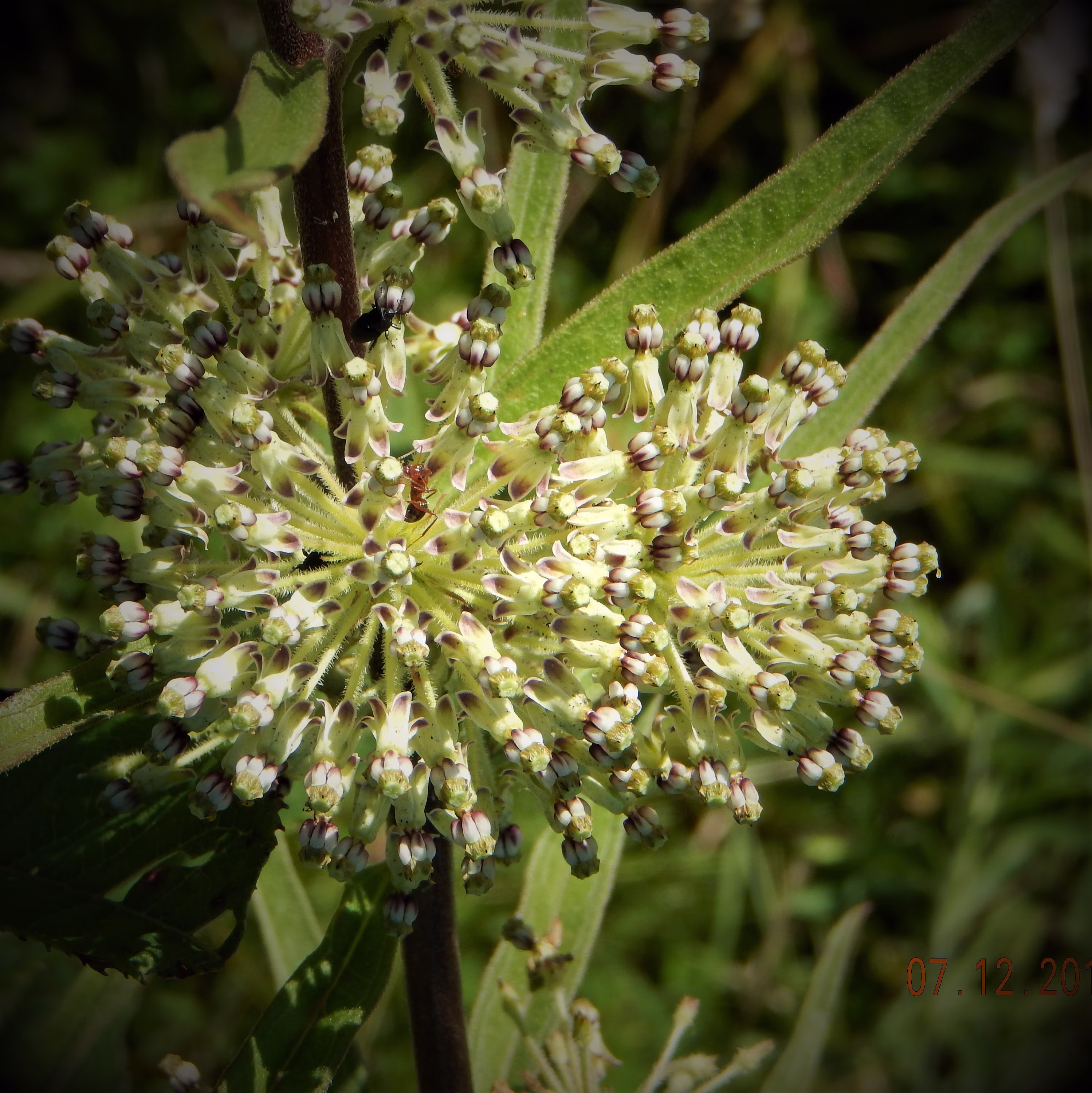 Tall-Green Milkweed Aka A. Hirtella Seeds