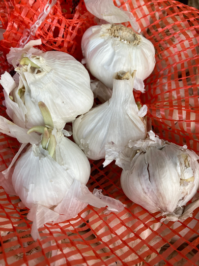 Garlic Bulb | Especially Raised For You To Plant The Cloves Yourself Free UK Postage
