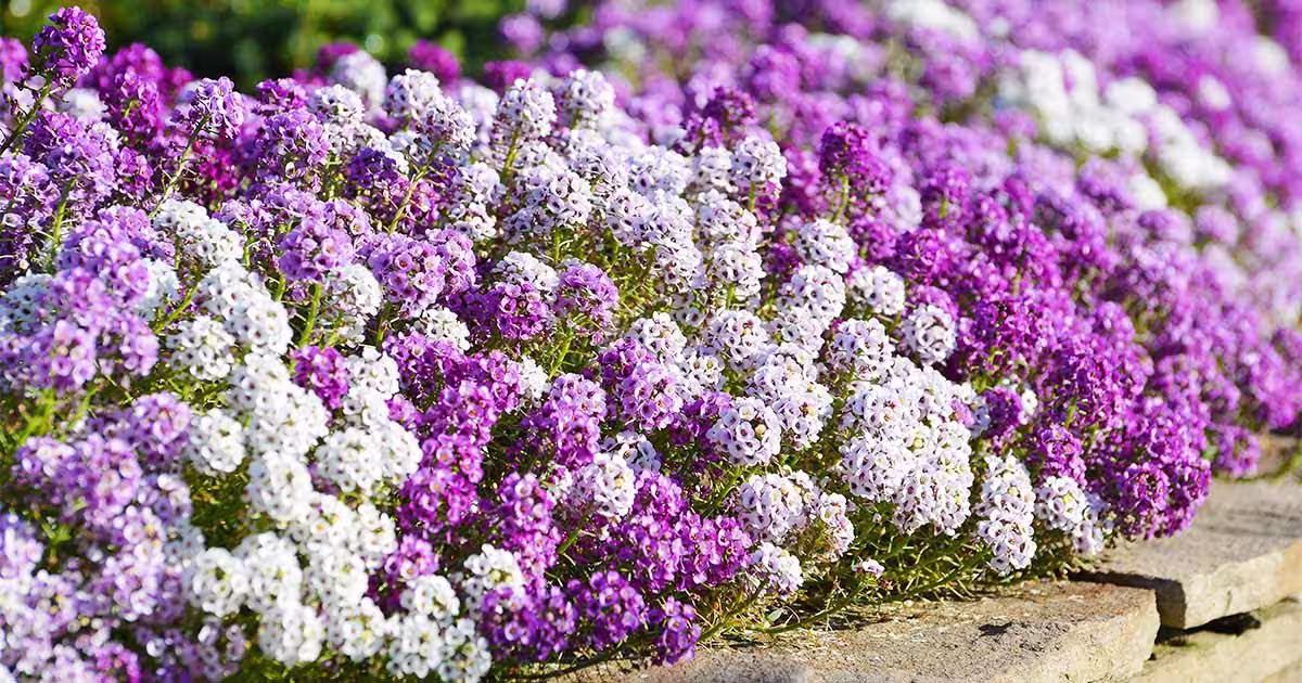 Alyssum Flower Seeds Mix, Royal Carpet, Perennial, Borders & Ground Cover, White Purple, Bulk Available
