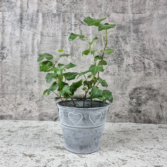 Galvanised Metal Heart Bucket Planter - Small