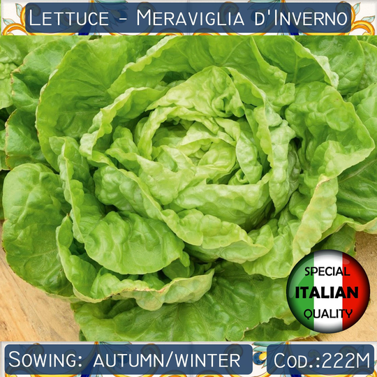 300+ Lettuce Meraviglia D'inverno Seeds, Winter Wonder Boston Italian Vegetable Non Gmo #222M