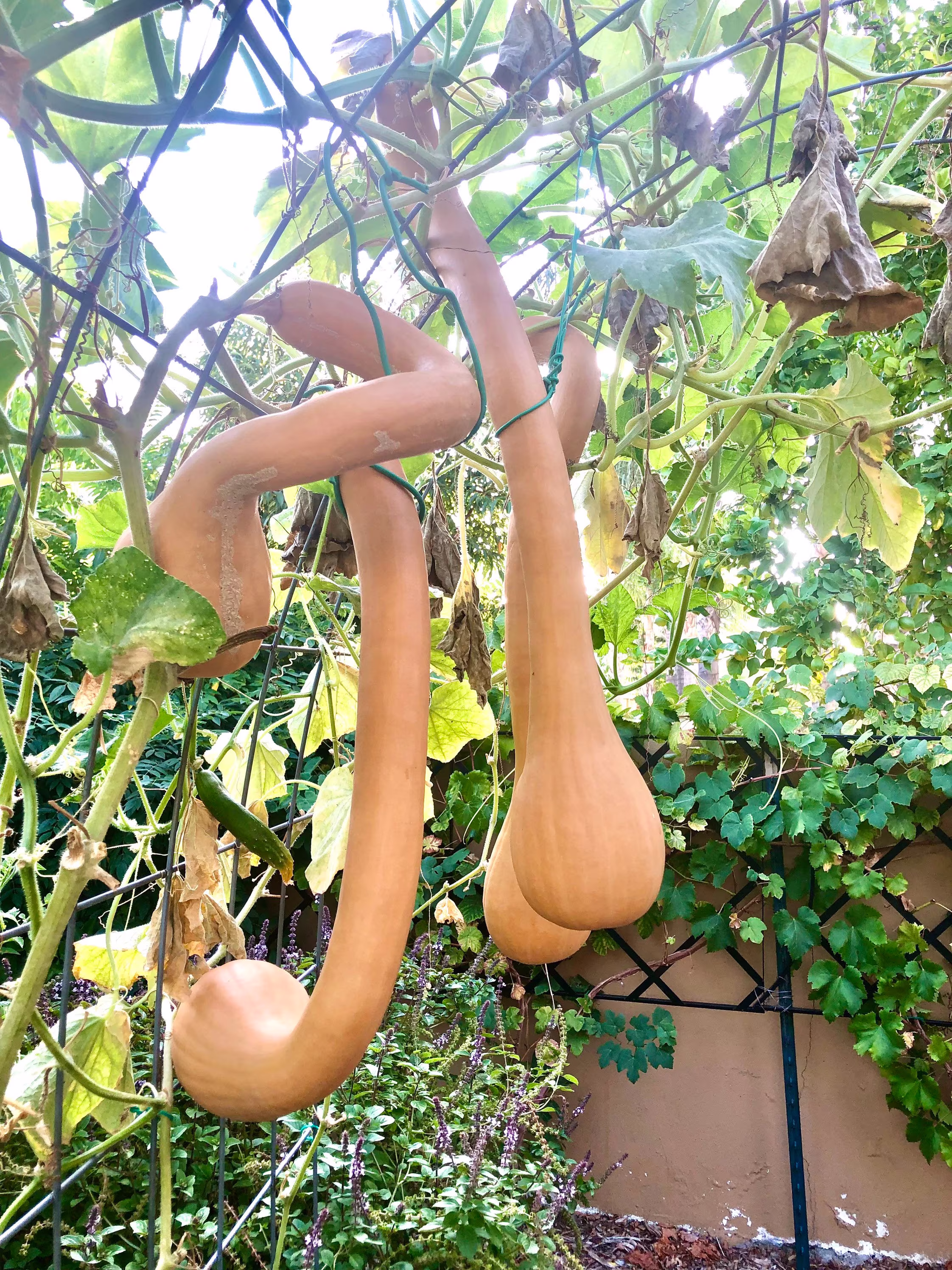 10 Seeds Pennsylvania Dutch Crookneck Squash