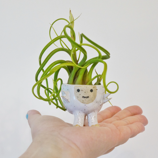 Baby Dino Air Plant Holder