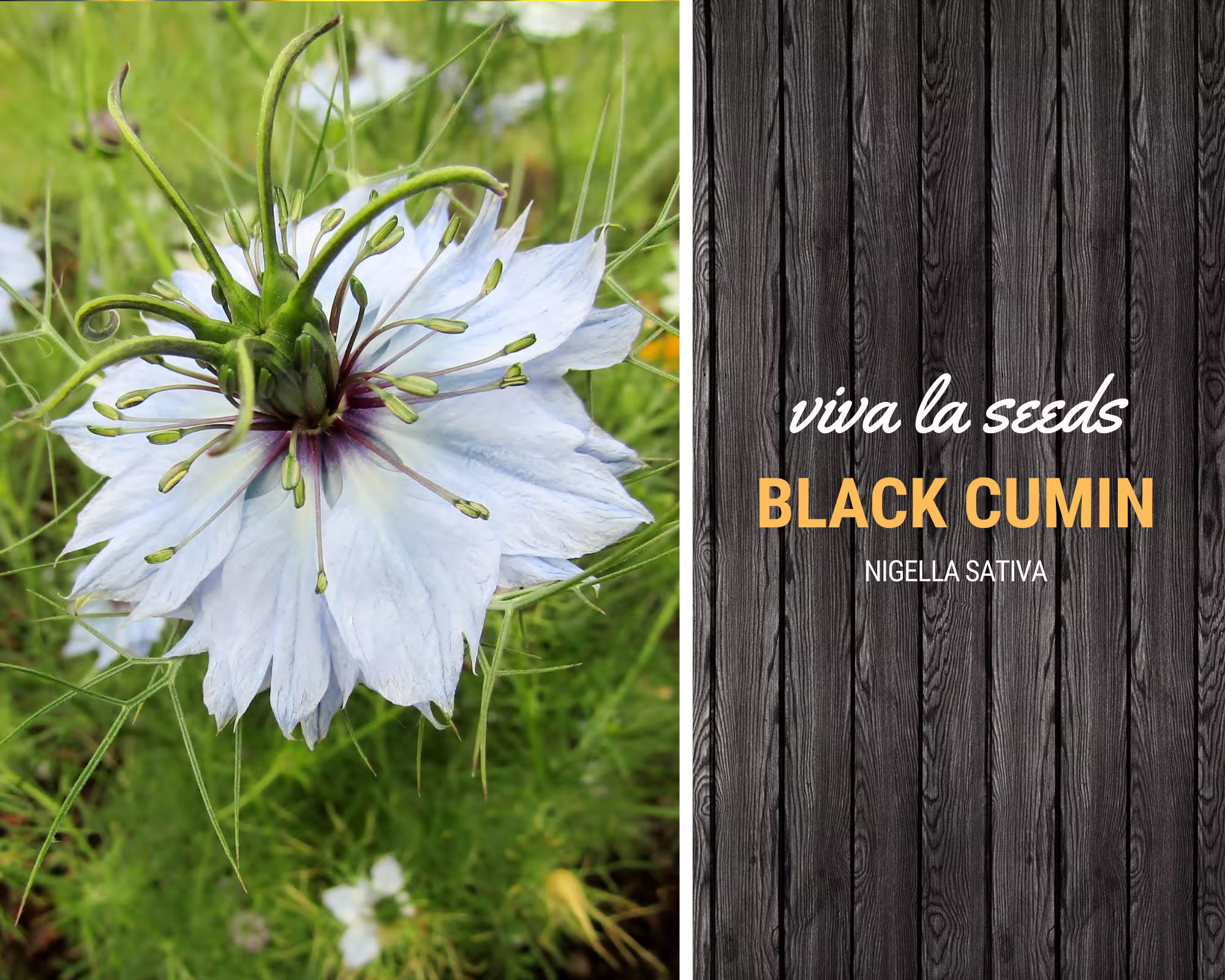 Cumin, Black | 50 Seeds Medicinal Herb Culinary Spice Non-Gmo Nigella Sativa