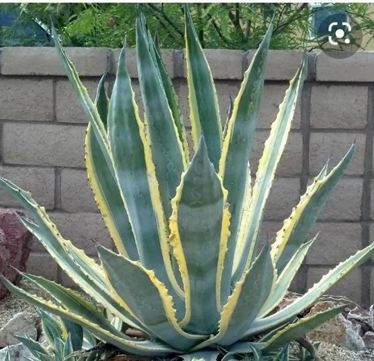 Zone 8 Plant, Xl Agave Americana